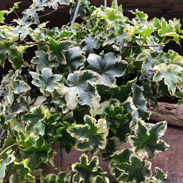 パラダイス♡ヘデラ吊り下げ♡フリフリ♡もりもりお得♡ヘデラ♡観葉植物 11枚目の画像