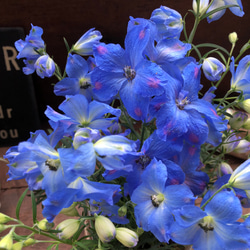 チアブルー♡デルフィニウム♡ブルーの綺麗な花 9枚目の画像