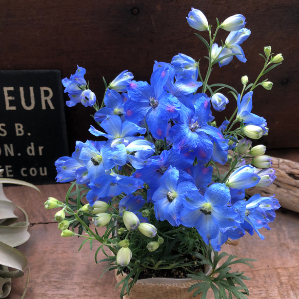 チアブルー♡デルフィニウム♡ブルーの綺麗な花 12枚目の画像