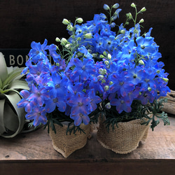 チアブルー♡デルフィニウム♡ブルーの綺麗な花 10枚目の画像