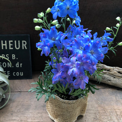 チアブルー♡デルフィニウム♡ブルーの綺麗な花 2枚目の画像