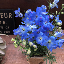チアブルー♡デルフィニウム♡ブルーの綺麗な花 1枚目の画像
