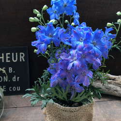 チアブルー♡デルフィニウム♡ブルーの綺麗な花 8枚目の画像