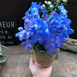 チアブルー♡デルフィニウム♡ブルーの綺麗な花 14枚目の画像