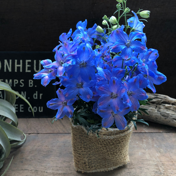 チアブルー♡デルフィニウム♡ブルーの綺麗な花 16枚目の画像