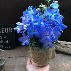 チアブルー♡デルフィニウム♡ブルーの綺麗な花 5枚目の画像