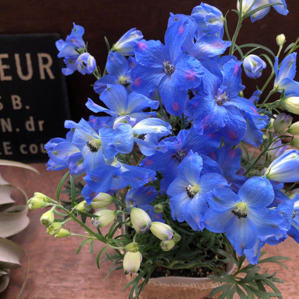 チアブルー♡デルフィニウム♡ブルーの綺麗な花 4枚目の画像
