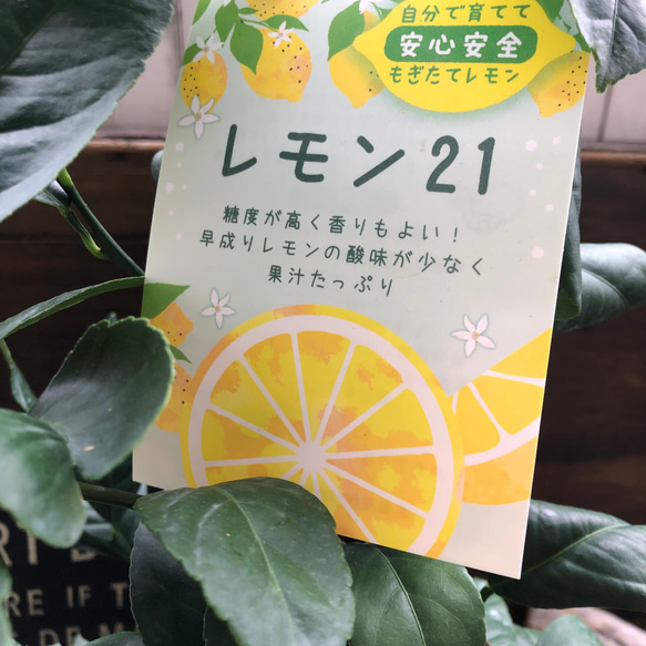 レモン21♡檸檬の木♡レモンの木♡たべれます 5枚目の画像