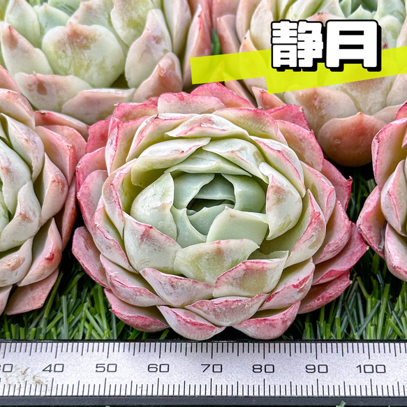 新入荷 大人気 多肉植物 エケベリア 静月 超美苗 レア種 多肉植物 
