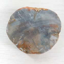 珪化木　天然石　マーブル　グレー　おおきめ 2枚目の画像