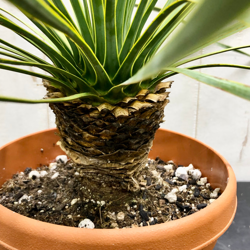 早い者勝ち　ユッカ　ロストラータ　1 ロストラータ1 早いもの勝ち ユッカ ロストラータ 1 GW早いもの