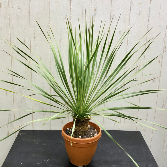 厳選個体 ユッカ ロストラータ 1 その他インテリア雑貨 PLANTS