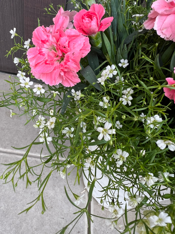母の日のプレゼントにも♪ 寄せ植え　花■カーネーションの花束のような寄せ植え 5枚目の画像
