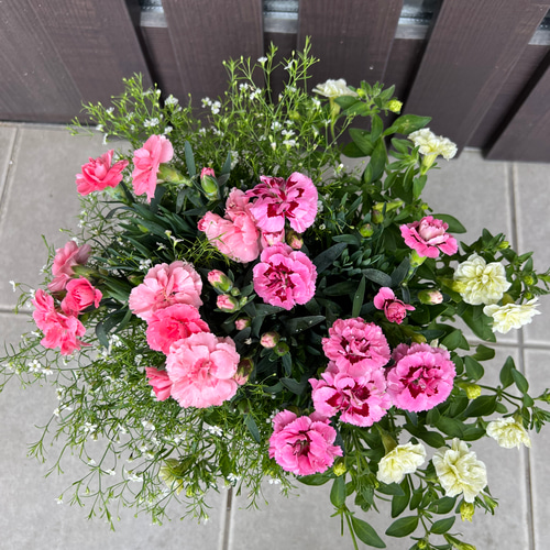 母の日のプレゼントにも♪ 寄せ植え　花■カーネーションの花束のような寄せ植え 母の日のプレゼントにも♪ 寄せ植え 花□カーネーションの花束の