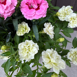 母の日のプレゼントにも♪ 寄せ植え　花■カーネーションの花束のような寄せ植え 6枚目の画像
