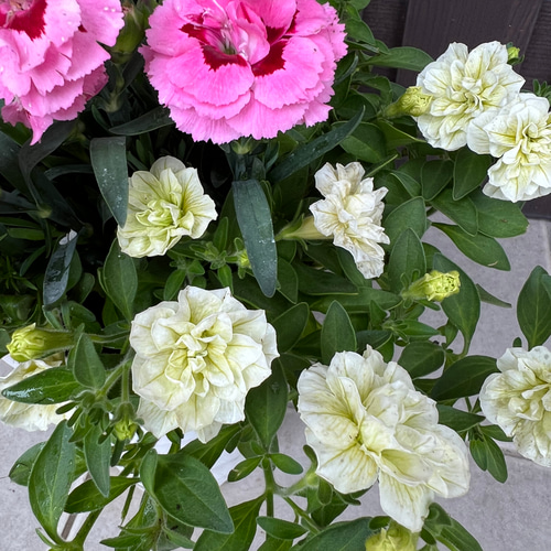 福袋安いいね半額ストア 母の日のプレゼントにも♪ 寄せ植え 花□カーネーションの花束の 鉢花