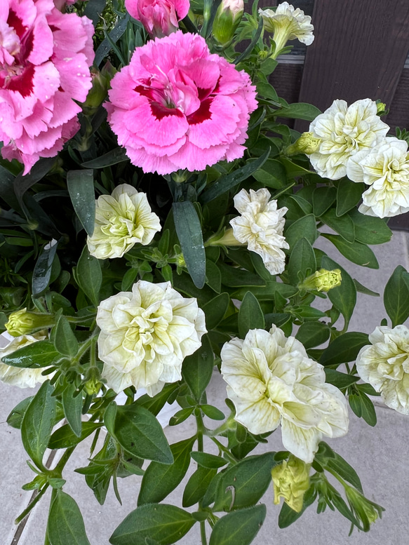 母の日のプレゼントにも♪ 寄せ植え　花■カーネーションの花束のような寄せ植え 6枚目の画像