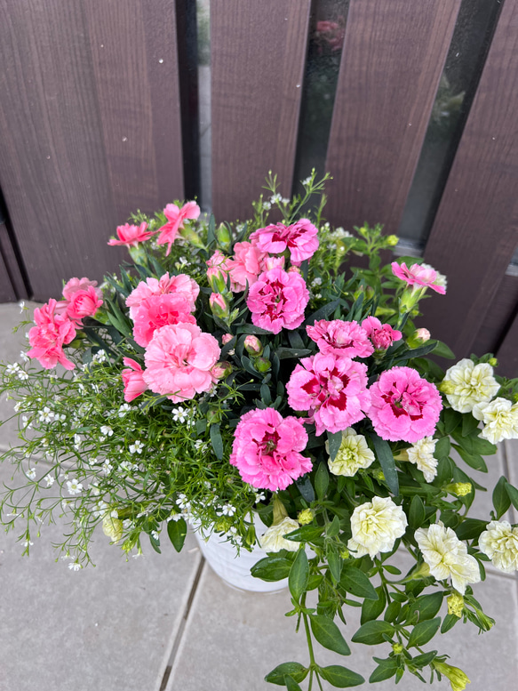 母の日のプレゼントにも♪ 寄せ植え　花■カーネーションの花束のような寄せ植え 1枚目の画像