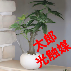 光触媒　人工観葉植物　ウォールグリーン　フェイクグリーン　エバーフレッシュ182 光触媒 人工観葉植物 ウォールグリーン フェイクグリーン