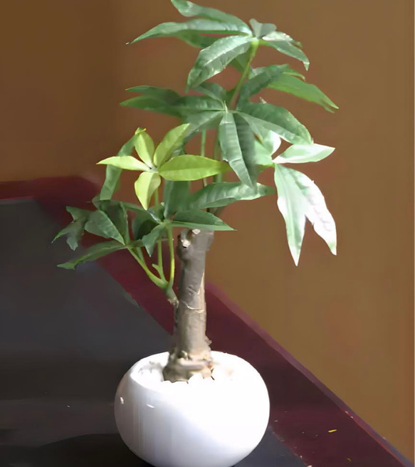 光触媒　人工観葉植物　ウォールグリーン　フェイクグリーン　パキラポット高さ27 2枚目の画像