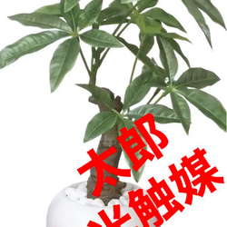 光触媒　人工観葉植物　ウォールグリーン　フェイクグリーン　パキラポット高さ27 3枚目の画像