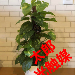 光触媒 人工観葉植物 ウォールグリーン フェイクグリーン ユーカリ高さ