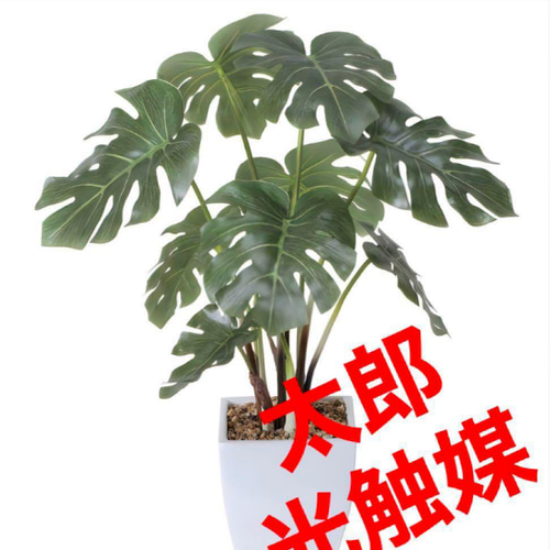光触媒 人工観葉植物 ウォールグリーン フェイクグリーン モンステラ