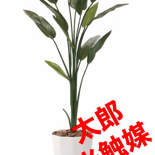 光触媒 人工観葉植物 ウォールグリーン フェイクグリーン ストレチア