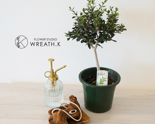 【希少】実生オリーブ b80eddf5a6b85bf3daff9be35243f1