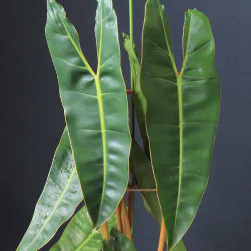 送料無料｜フィロデンドロン・ビレッタエ｜観葉植物｜インテリア