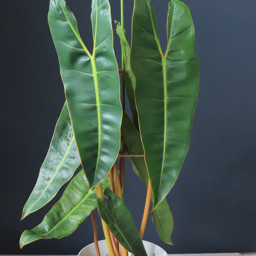 送料無料｜フィロデンドロン・ビレッタエ｜観葉植物｜インテリア