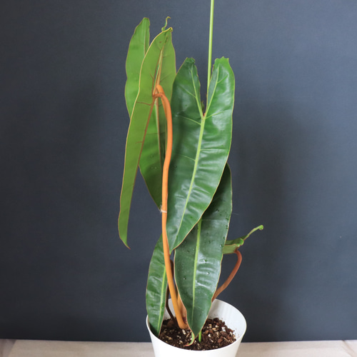 送料無料｜フィロデンドロン・ビレッタエ｜観葉植物｜インテリア