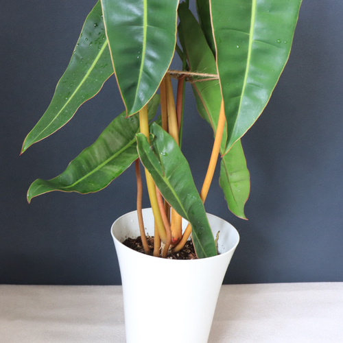 送料無料｜フィロデンドロン・ビレッタエ｜観葉植物｜インテリア