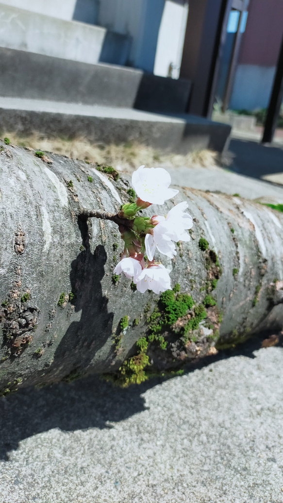 桜の樹皮付皿(size-2)/お菓子、果物入れ等/セラピストが作る木工品 #0098 10枚目の画像