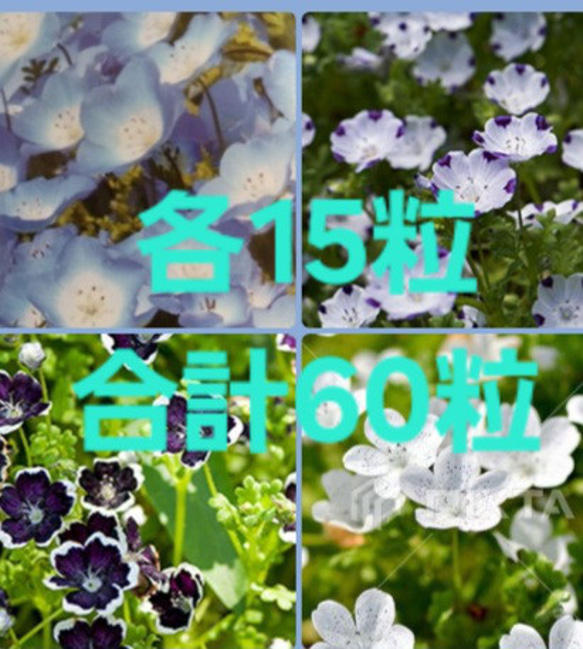 ネモフィラ 種4種類 その他素材 handmadeマメ 通販 17609999｜Creema