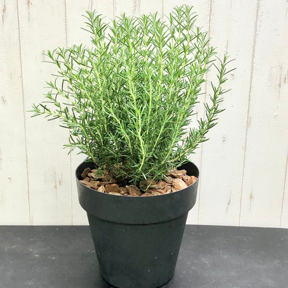 立性 大株 ローズマリー マリンブルー 22cm×20cm その他インテリア雑貨  