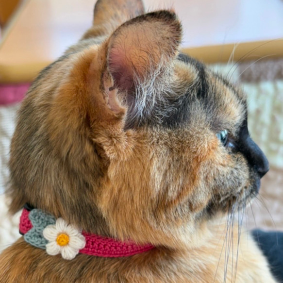 ぷっくりお花　ビビッド　猫さんにやさしい首輪【かぎ針編み　猫の首輪　猫　首輪　セーフティバックル　アジャスター】 7枚目の画像