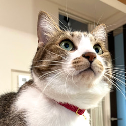 ぷっくりお花　ビビッド　猫さんにやさしい首輪【かぎ針編み　猫の首輪　猫　首輪　セーフティバックル　アジャスター】 5枚目の画像