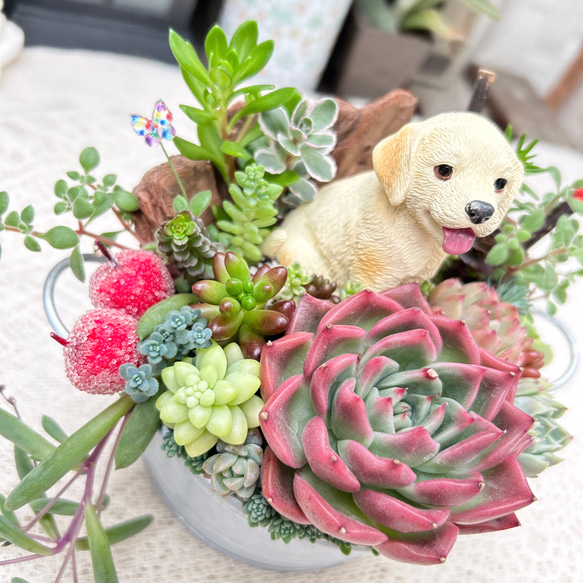 可愛い♡ゴールデンレトリバー春の寄せ植え♪多肉植物寄せ植え　プレゼント 3枚目の画像