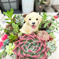 可愛い♡ゴールデンレトリバー春の寄せ植え♪多肉植物寄せ植え　プレゼント 2枚目の画像