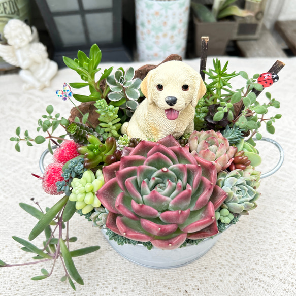 可愛い♡ゴールデンレトリバー春の寄せ植え♪多肉植物寄せ植え　プレゼント 6枚目の画像