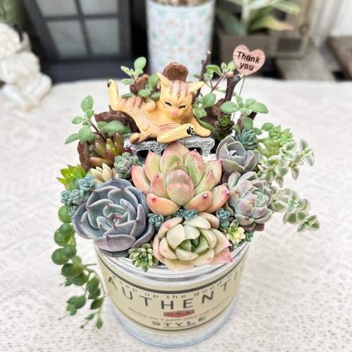 可愛い♡毛づくろい猫さん♪多肉植物寄せ植え プレゼント 多肉植物