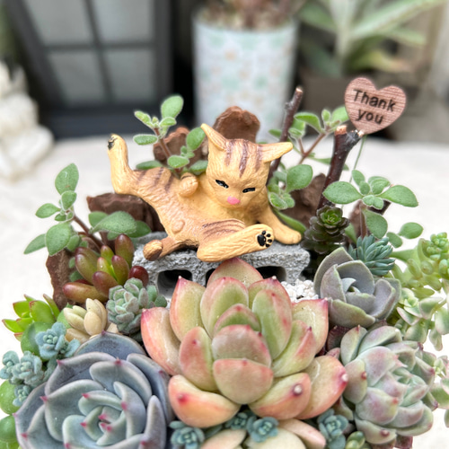 可愛い♡毛づくろい猫さん♪多肉植物寄せ植え プレゼント 多肉