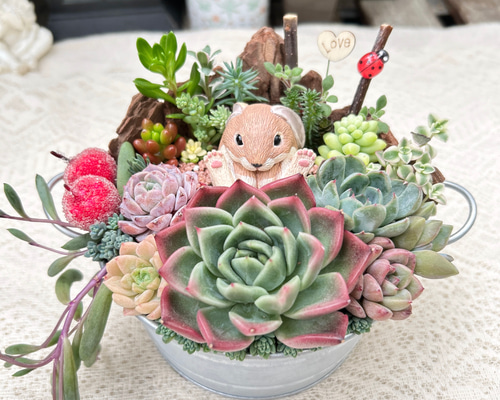 可愛い♡お座りうさぎさん♪多肉植物寄せ植え プレゼント 多肉植物