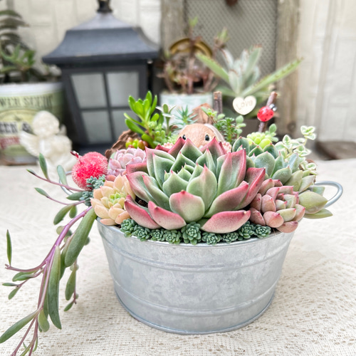 可愛い♡お座りうさぎさん♪多肉植物寄せ植え プレゼント 多肉植物