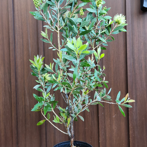 カリステモン ブラシノキ 黄色 鉢植え オージープランツ 盆栽 fleurir