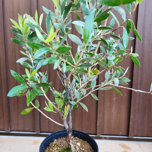 カリステモン ブラシノキ 黄色 鉢植え オージープランツ 盆栽 fleurir