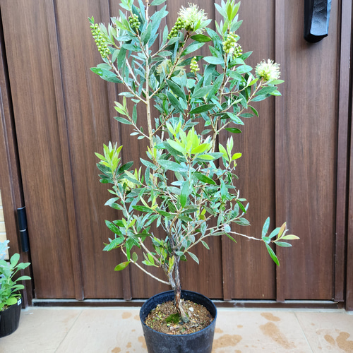 カリステモン ブラシノキ 黄色 鉢植え オージープランツ 盆栽
