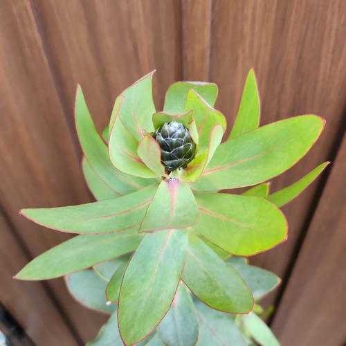 プロテア エキシミア 鉢植え ワイルドフラワー オージープランツ