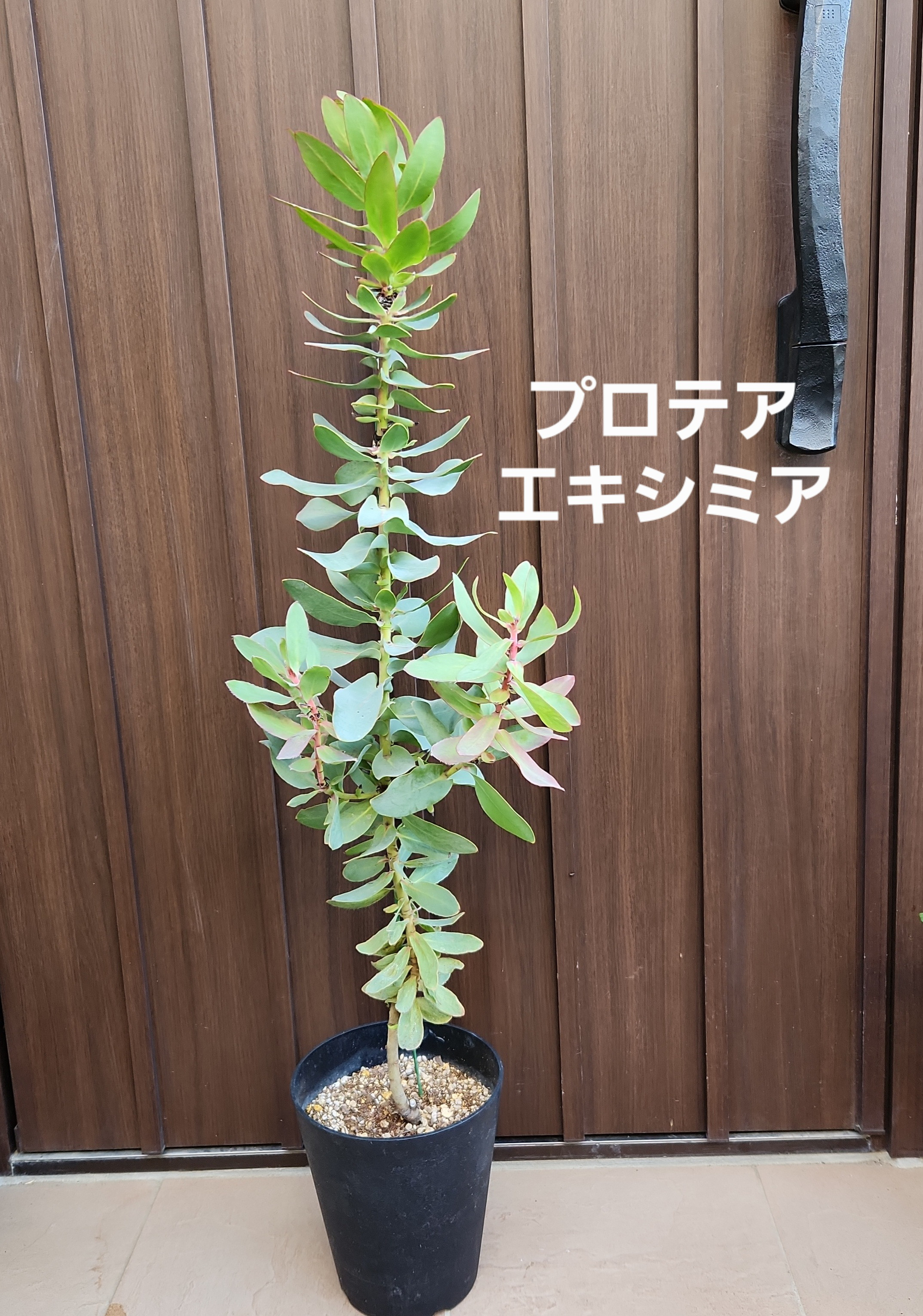 プロテア エキシミア オージープランツ 6号鉢
